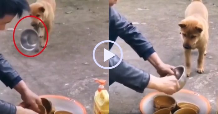 Video: Chó cưng khôn ngoan đưa bát nhờ cậu chủ rửa giúp