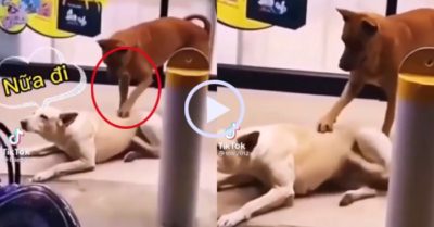 Video: Chú chó nổi đóa khi ‘nóc nhà’ nhờ gãi lưng