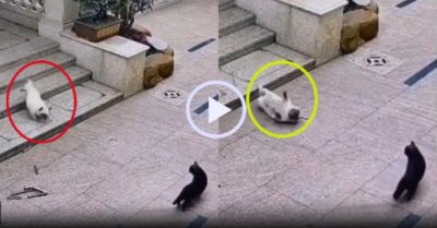 Video: Chú cún ngã lộn nhào khi chạy theo bắt nạt mèo