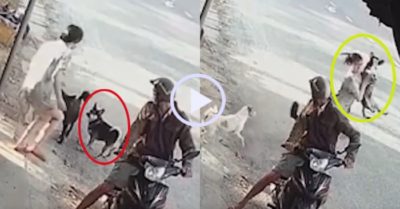 Video: Cô chủ liều mình giải vây chó cưng trước đối thủ to con