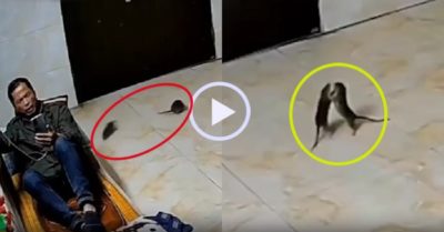 Video: Cặp đôi chuột ‘nhảy Tango’ giữa nhà
