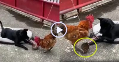 Video: Gà trống ngang nhiên cướp thức ăn của chó cưng