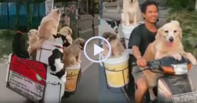 Video: Đàn chó cưng cùng chủ dạo phố bằng xe máy