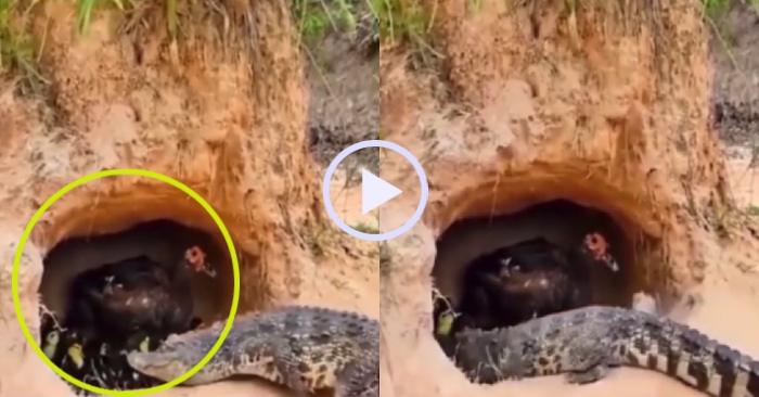 Video: Con ngan mẹ khổ sở vì con cá sấu quá to