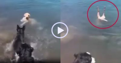 Video: Chú chó trổ tài ‘trồng cây chuối’ dưới nước