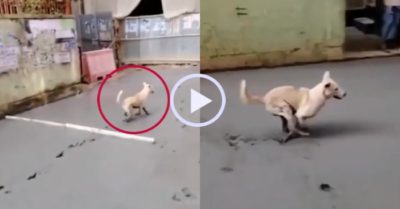 Video: Chú chó hiếu động vào đường đổ bê tông khiến bác thợ xây ngán ngẩm