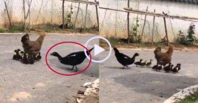 Video: Ngan mẹ khổ sở giành quyền nuôi con với gà