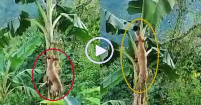 Video: Chú cún trèo lên ngọn chuối cãi nhau với mèo