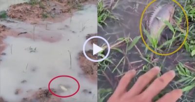 Video: Nhặt cá mỏi tay sau cơn mưa lớn