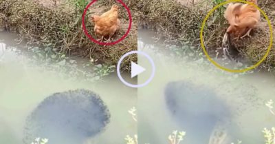 Video: Gà mái no đòn vì định trộm cá con dưới ao