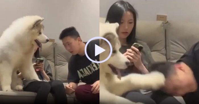 Video: Chó cưng đanh đá không cho cậu chủ lại gần bạn gái