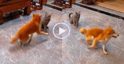 Video: Chú chó quay như chong chóng trêu ngươi mèo