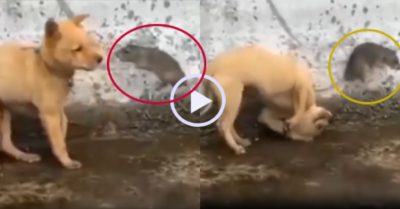 Video: Chó cưng ngã chỏng vó vì bị chuột tấn công