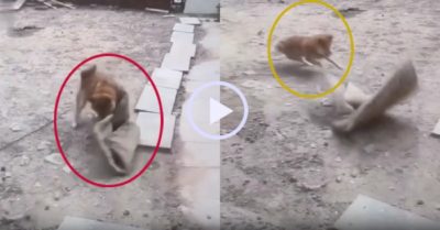 Video: Chú chó cưng thất thểu nhìn gió cuốn chăn đi