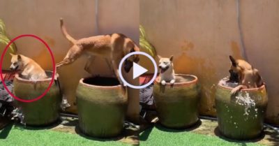 Video: Chó cưng rủ nhau ngâm mình trong vại nước tránh nóng