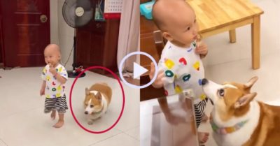 Video: Chó cưng ‘canh me’ cướp đùi gà trên tay em bé