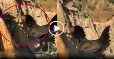 Video: Chim ưng no đòn khi hung hăng đối đầu gà mẹ