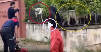 Video: Chú chó chơi khăm lính cứu hỏa