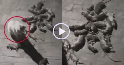 Video: Chú mèo cao thủ ngồi lặng lẽ bên cạnh chiến tích lừng lẫy