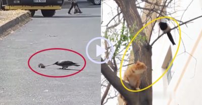 Video: Những con chim có sở thích đùa dai