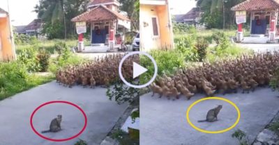 Video: Đàn vịt dạt sang một bên để tránh mặt mèo