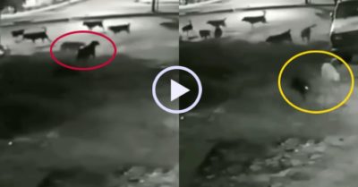 Video: Hai chú chó hổ báo ‘quay xe’ khi biết đối thủ quá đông