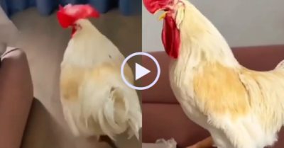 Video: Gà trống nhảy lên giường gia chủ gáy để báo thức