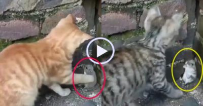 Video: Chuột sợ khiếp vía khi được mèo ‘dạy dỗ’