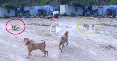 Video: Chú chó ‘hổ báo’ giả vờ què chân để lánh nạn