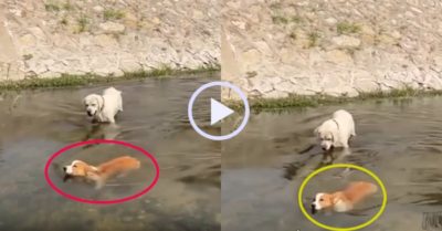 Video: Chú cún chân dài rủ cún chân ngắn đi bơi và cái kết