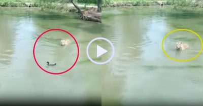 Video: Hổ ngơ ngác nhìn vịt ‘biến hình’ ngay trước mặt