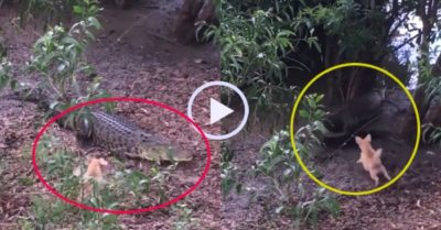 Video: Cún con có võ khiến cá sấu chạy thục mạng