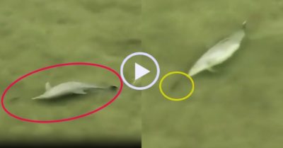 Video: Con mồi thách thức sự kiên nhẫn của cá heo