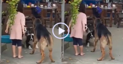 Video: Cô chủ giúp chó cưng đấu khẩu với đối thủ