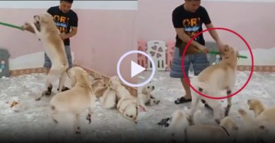 Video: Chó bố ra sức bảo vệ đàn chó con khỏi bị ăn đòn
