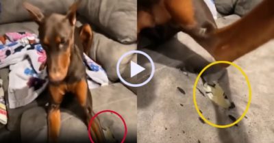 Video: Chú chó dùng chân che vết cắn trên ghế sofa