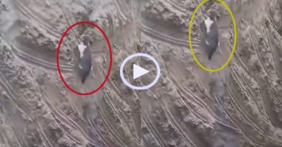 Video: Mèo cưng leo hố siêu đỉnh