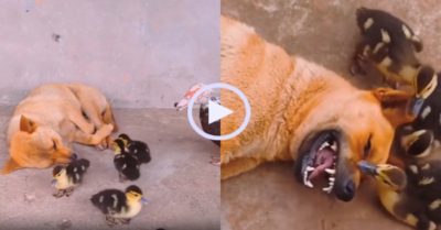 Video: Đàn ngan con nhiệt tình đùa giỡn với cún cưng