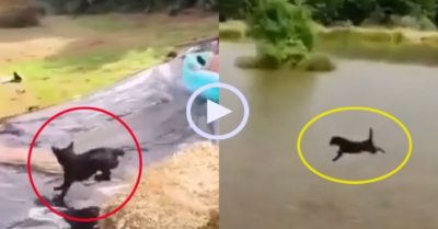 Video: Chú chó bị hất xuống nước vì cản đường