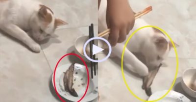 Video: Mèo giả vờ bị thương để cướp cá