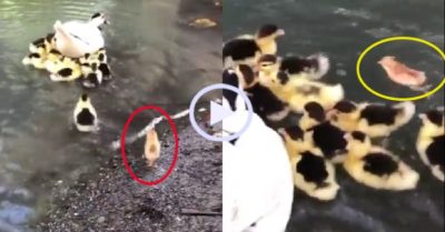 Video: Gà con hóa ‘kình ngư’ khi chơi với gia đình nhà vịt