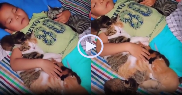 Video: Bé trai ngủ ngon cùng đàn mèo cưng