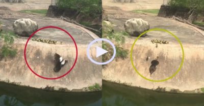 Video: Du khách cổ vũ ngan mẹ dẫn đàn con xuống nước