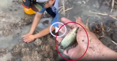 Video: Bắt cá rô đồng đã tay sau mưa lớn