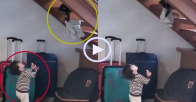 Video: Mèo cưng chơi bắt đồ với bé