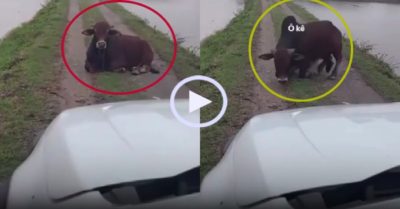 Video: Bò nhường đường ôtô sau khi tài xế xin phép