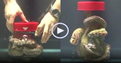 Video: Bạch tuộc ‘vượt ngục’ thành công