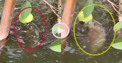 Video: Đàn cá đua nhau ‘trèo lên cây’ ăn ổi ngon lành