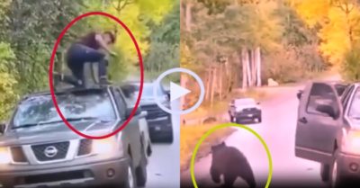 Video: Tài xế khổ sở vì bị gấu cướp ghế lái