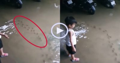 Video: Đàn cá bơi vào tận nhà gia chủ sau mưa lớn